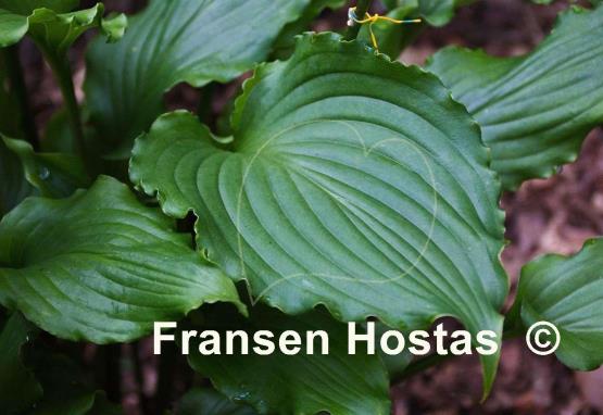 Hosta Ain't Misbehavin